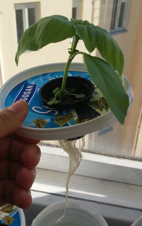 Hydroponie #1 : Méthode Kratky ou système hydroponique simple et non-circulant