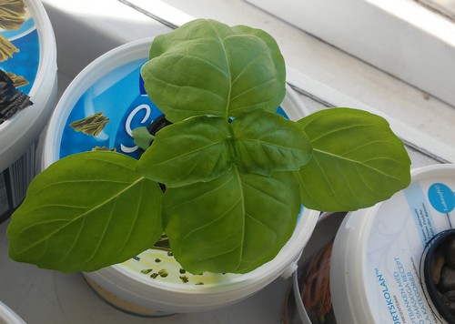 hydroponic tutorial kratky method DIY
