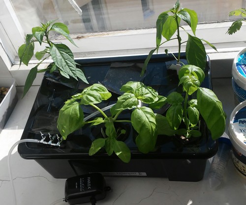 Hydroponie #2 : Système hydroponique simple avec une boite Ikea et une pompe à air