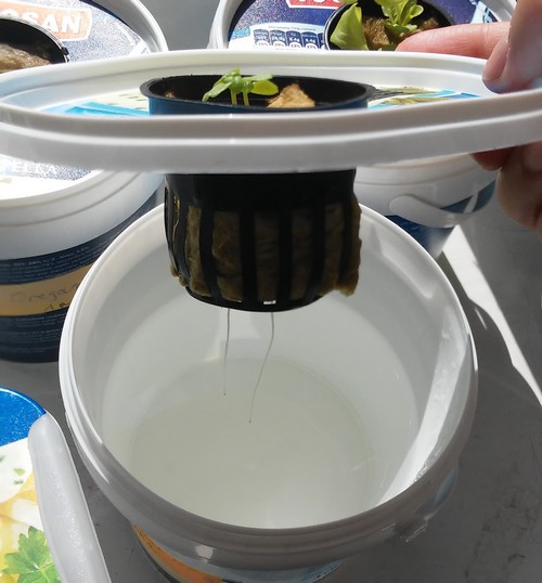 hydroponic tutorial kratky method DIY