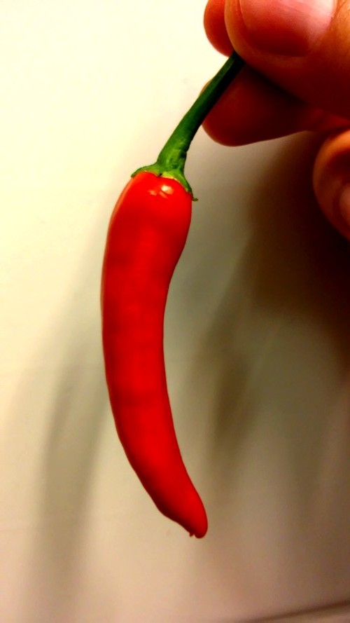 Pourquoi le piment brûle-t-il ? Capsaïcine, nociception et système nerveux autonome!