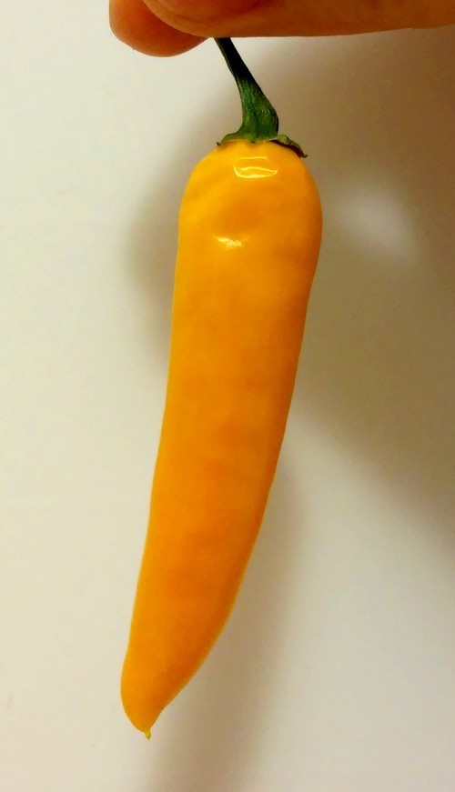Piment & Hydroponie #3 : Capsicum annuum Heatwave