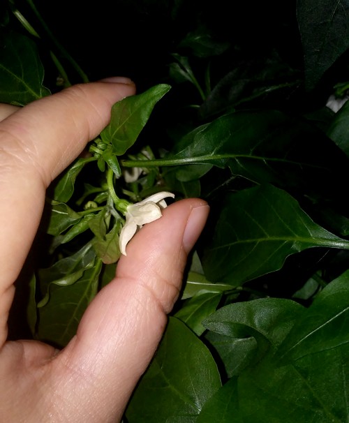 Hydroponie #5 : Pollinisation artificielle des fleurs de piments