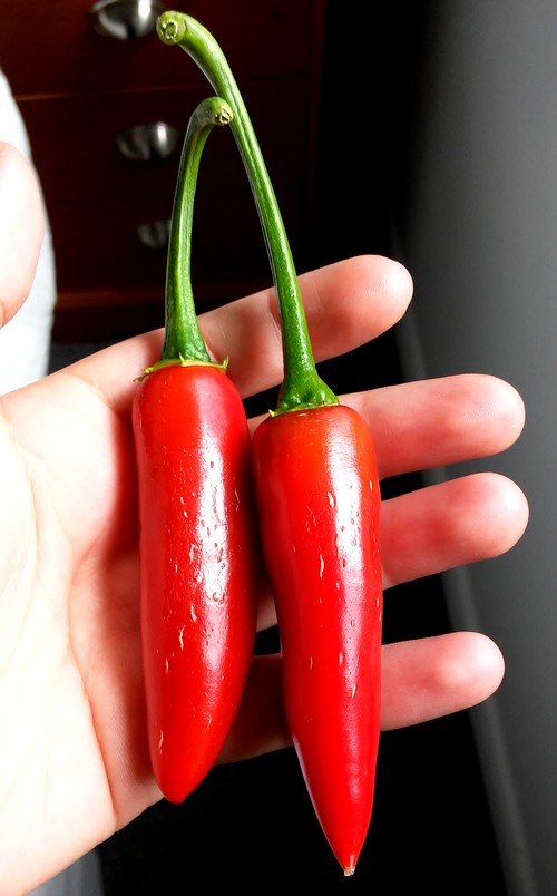 Piment & Hydroponie #4 : Capsicum annuum Jalapeno