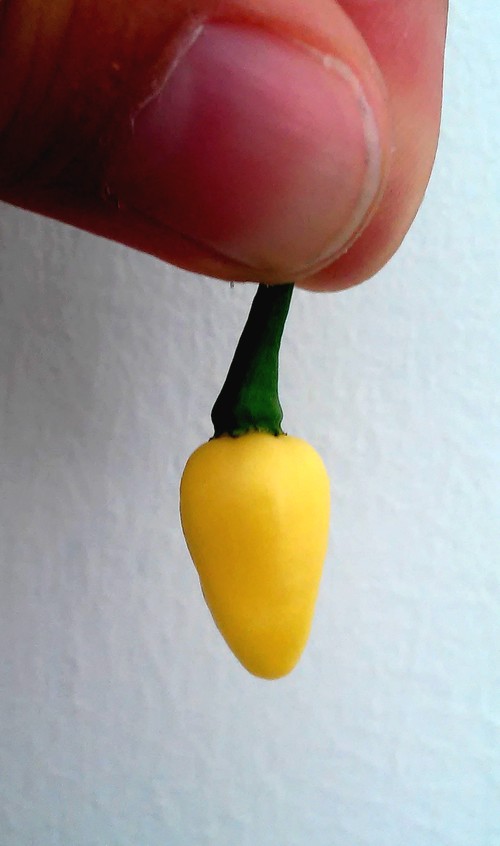 Piment & Hydroponie #6 : Capsicum chinense Jellybean
