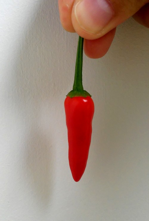 Piment & Hydroponie #5 : Capsicum annuum (Hot) Super Chilli F1